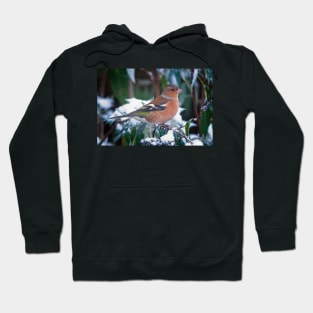 Male Chaffinch Garden Bird Hoodie